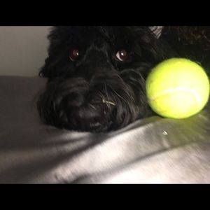 Meet your Posher, Addison